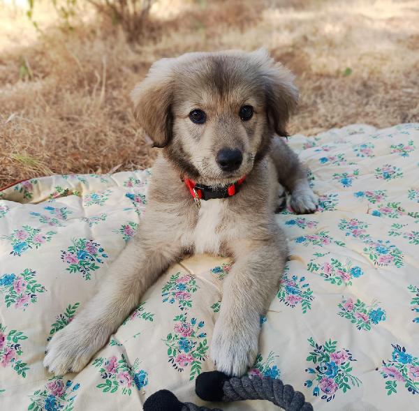 Cucciola 2 Mesi